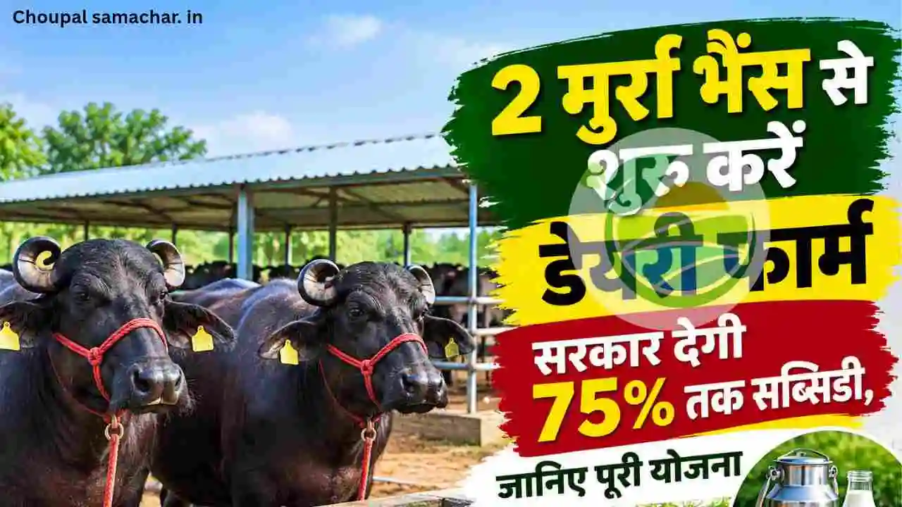 Government Scheme